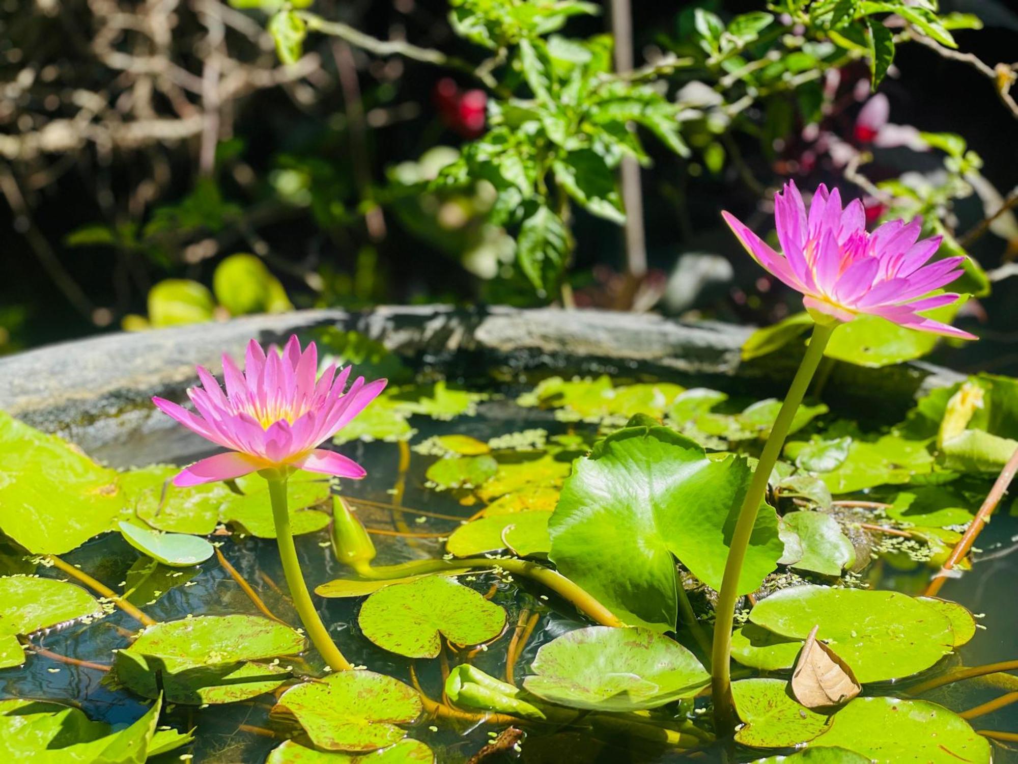 Nimal'S House Hotel Dikwella Ngoại thất bức ảnh