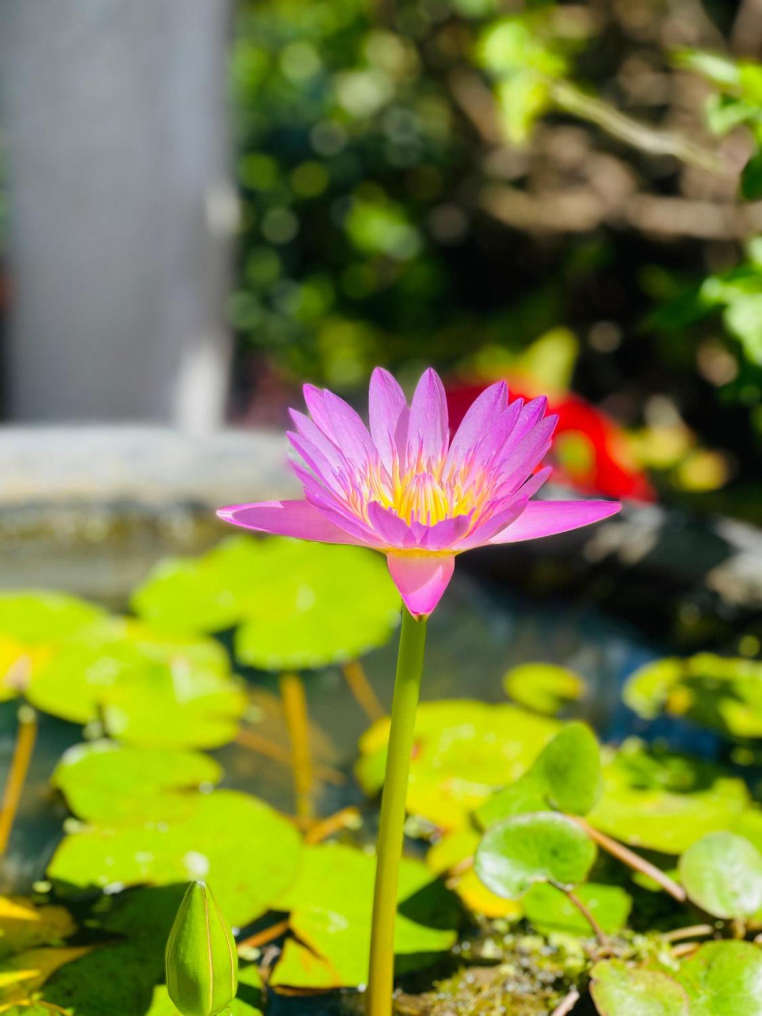 Nimal'S House Hotel Dikwella Ngoại thất bức ảnh